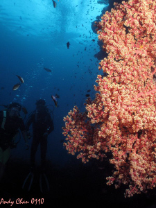 Buddy
Tulamben Shipwreck - Bali by Andy Chan 